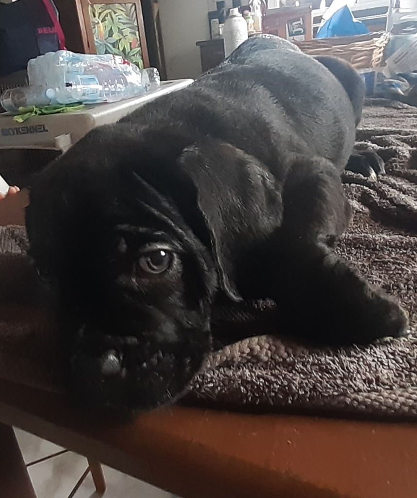 Des Terres Du Vieux Chêne - Chiot cane corso