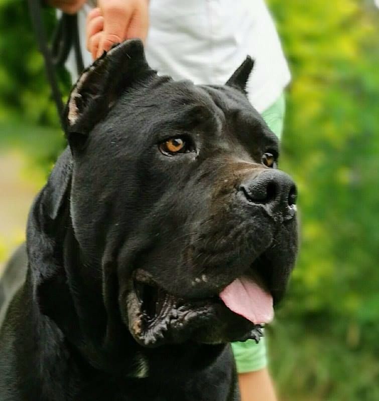 Des Terres Du Vieux Chêne - Réservez votre chiot cane corso