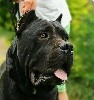  - Réservez votre chiot cane corso