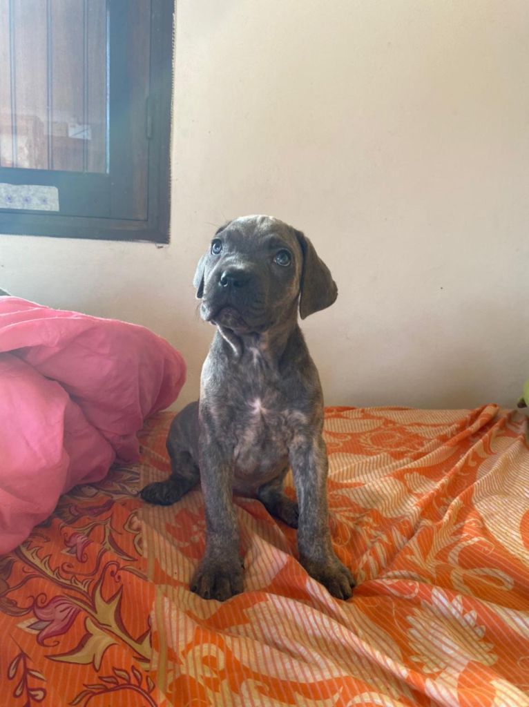 Des Terres Du Vieux Chêne - Femelle cane corso