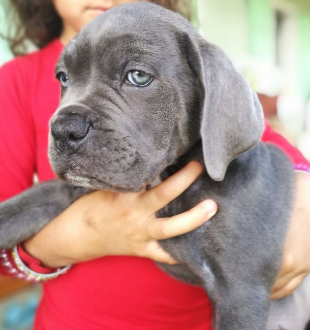 Des Terres Du Vieux Chêne - PLUS DE CHIOT DISPONIBLE