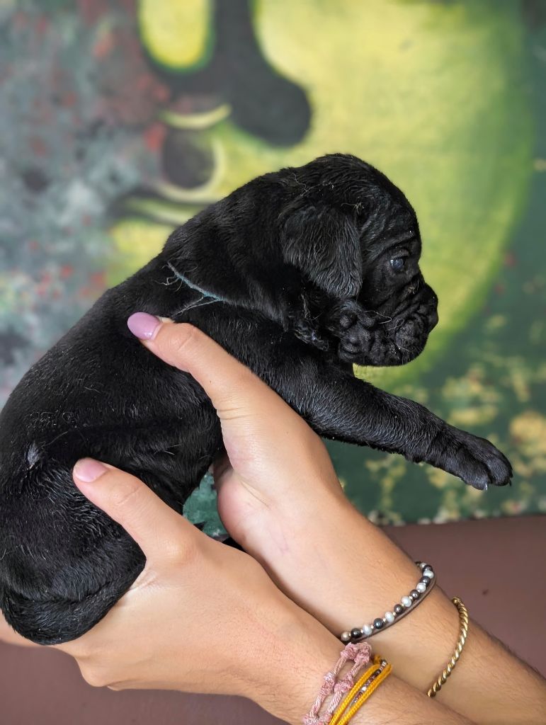 ? Chiots Cane Corso LOF : un membre de votre famille ?