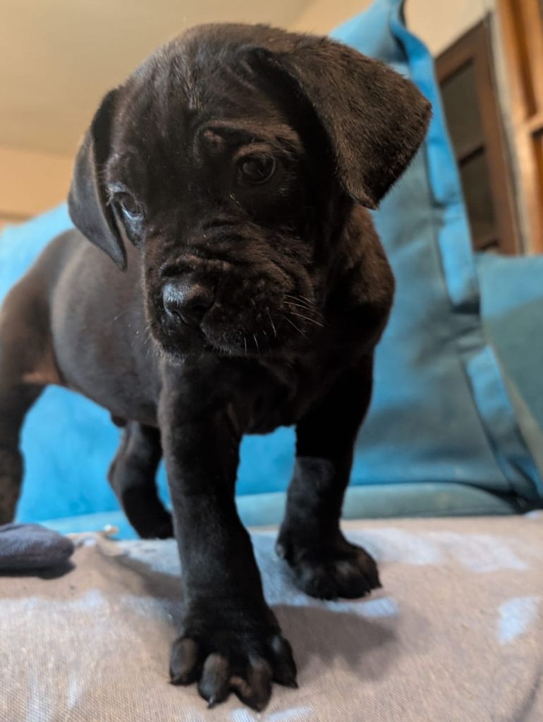chiot disponible 