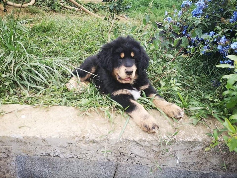 Chiot dogue du tibet